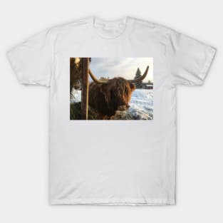 Scottish Highland Cattle Cow 2214 T-Shirt
